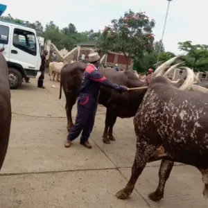 🥩 A Day in the Life of DannyKam Butchery: Sourcing Our Beef