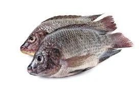 Tilapia Whole Fish 1kg