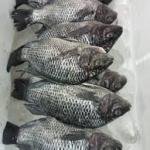 Tillapia Whole Fish 1kg